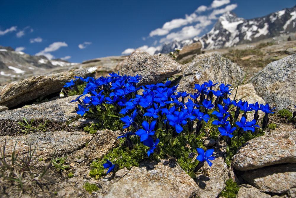 Alpine Blue Apartments Griesen Room photo